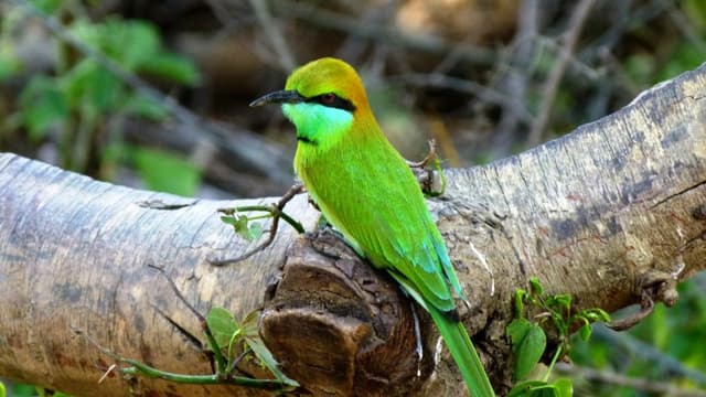 Rare Birds