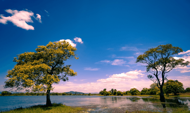  Serene Lakeside Trees