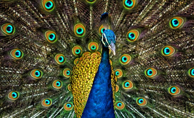 Peacock Dances