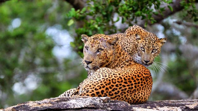 Jungle Leopard