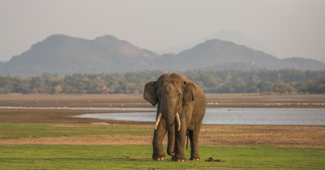 Safari with Giants