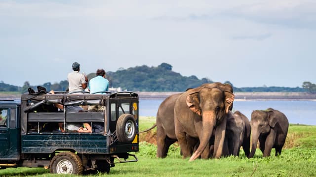 Watch Wild Elephants