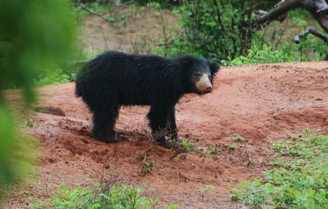 A Bear in Woods
