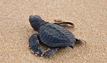 Witnessing tortoises on the beach