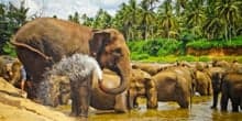 Elephants enjoying a bath