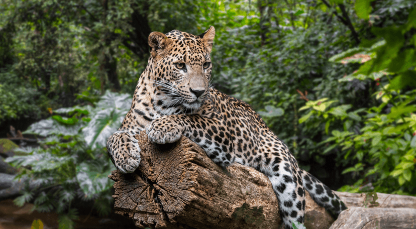 Sri Lanka