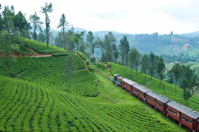 Tea Estates Ride