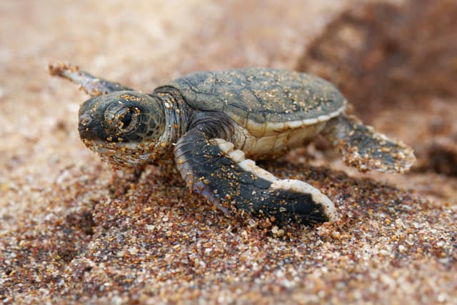Turtle Conservation
