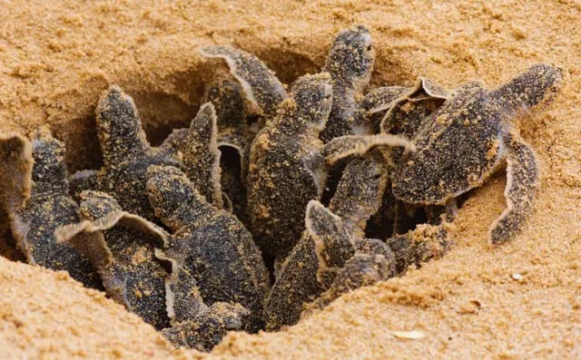 Turtles Hatchery