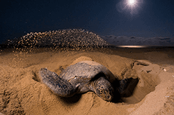 Turtle Nesting at Night