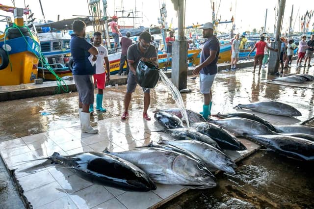 Negombo Fish Market