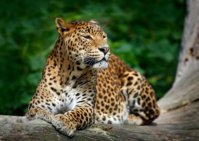 Safari at Yala