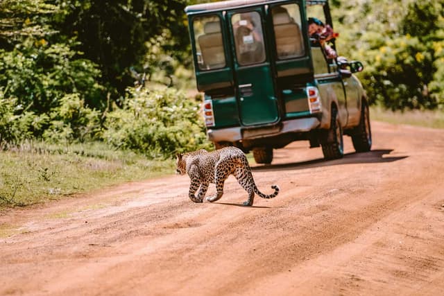 Wild Safari
