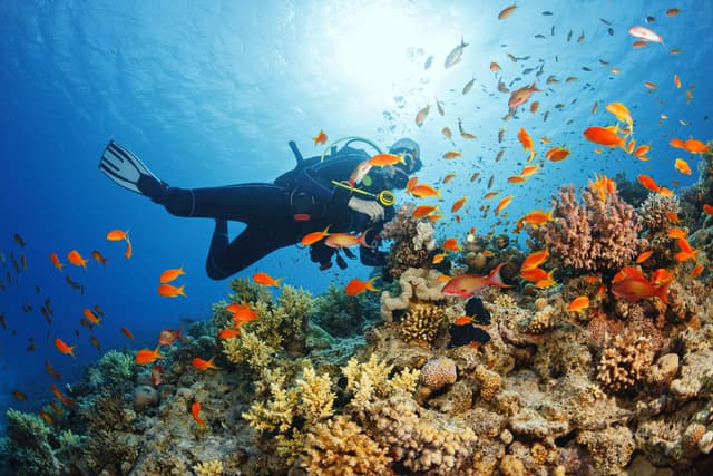 Diving