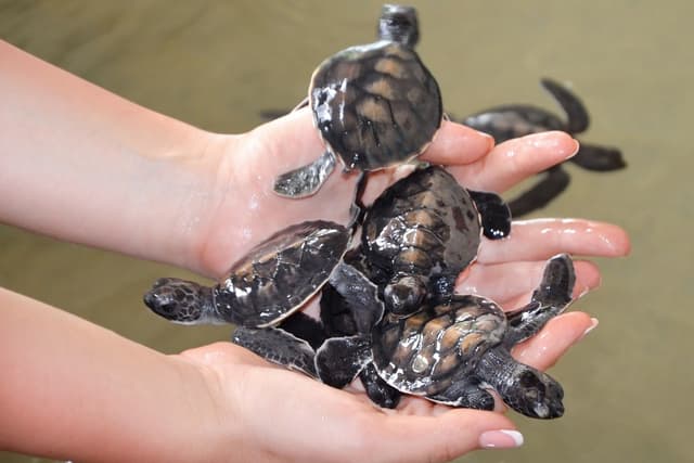 Visit Turtles Hatchery 