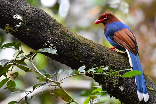Sinharaja Avian