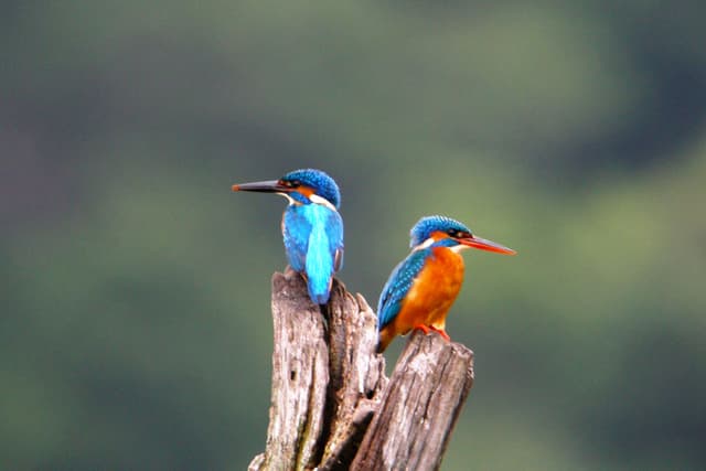 Kingfishers' Perch