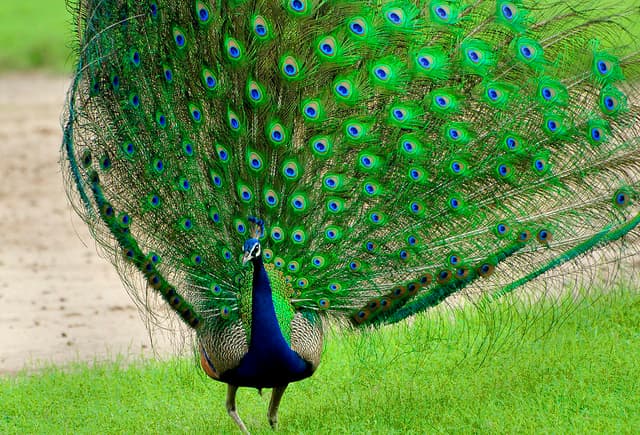 Peacock Dancing