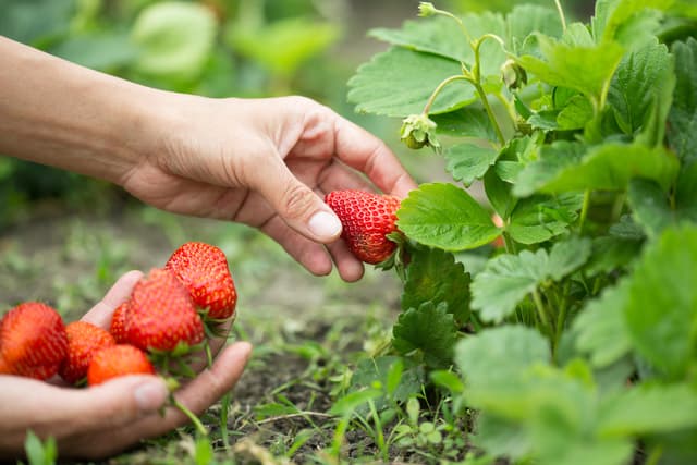 Strawberries