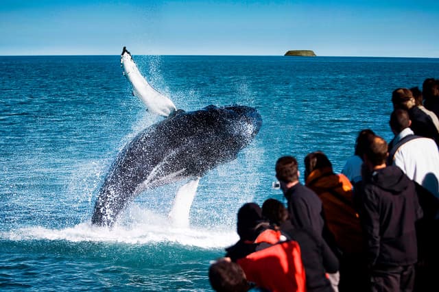 Spectacular Whale