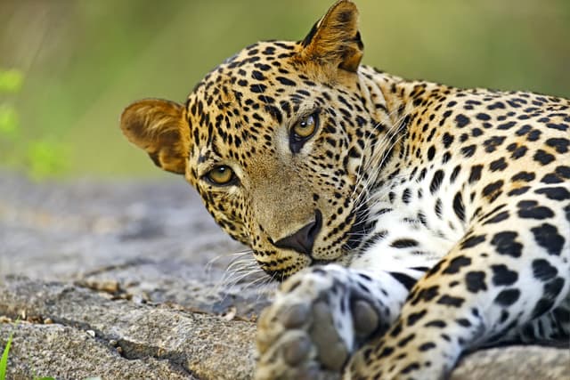 Leopard in the Wild