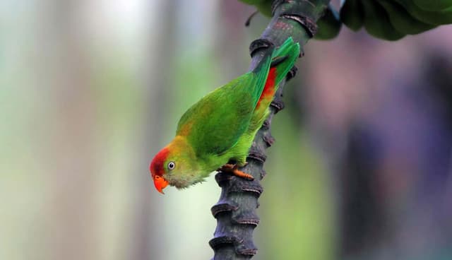 Tropical Parrots