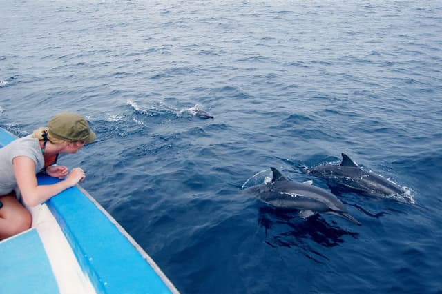Dolphin Watching