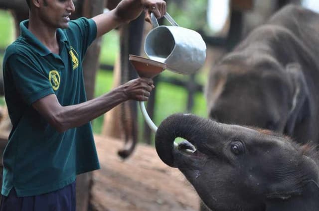Elephant Calves
