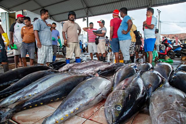 Negombo Fish Market
