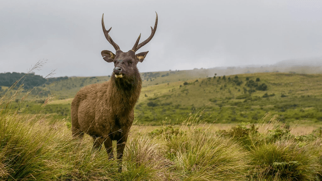 Horton Plains