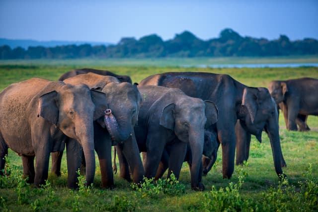 Safari at Minneriya