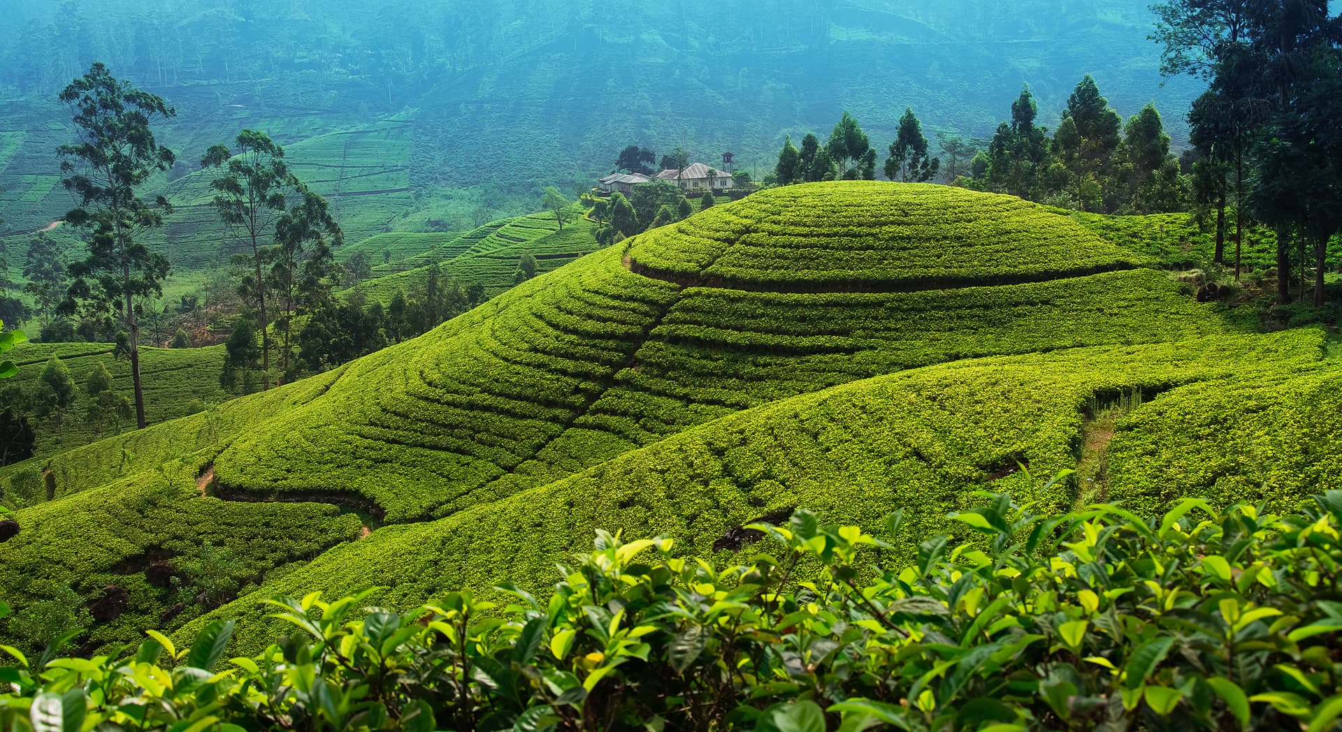 https://olanka-strapi-live-s3.s3.ap-southeast-1.amazonaws.com/olanka_travels_nuwara_eliya_tea_fileds_becae692c0.jpg
