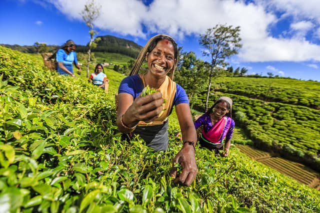 Ceylon Tea Experience