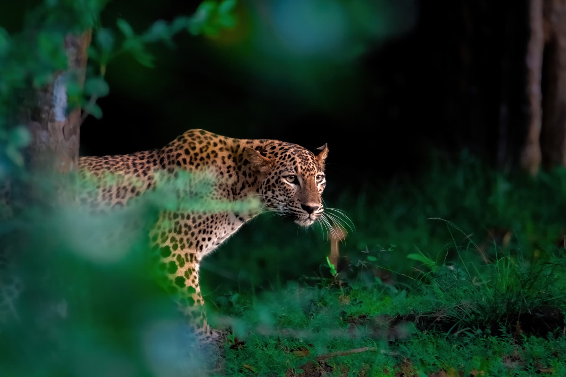 https://olanka-strapi-live-s3.s3.ap-southeast-1.amazonaws.com/olanka_travels_wild_leopard_yala_Sri_Lanka_6c4bb8601e.jpg