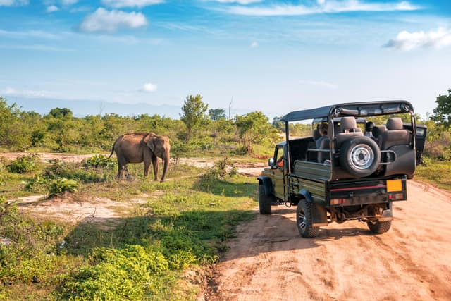 Safari with Giants