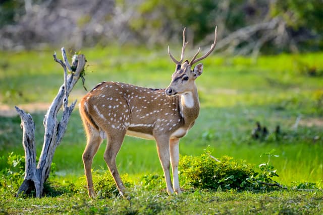 Encounter Spotted Deer