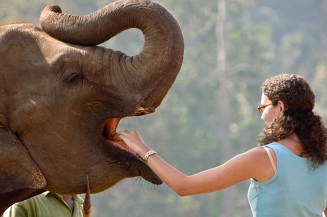  Elephant Feeding