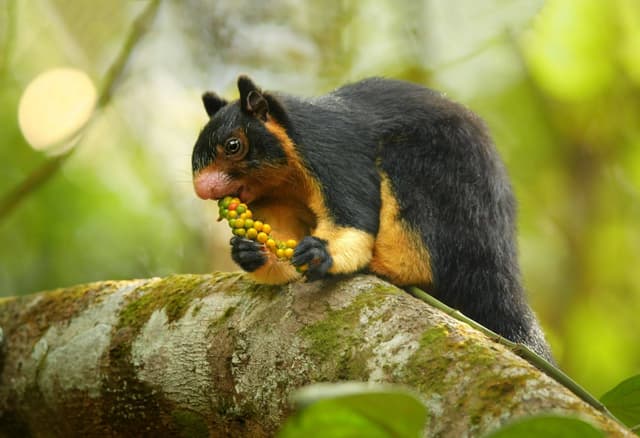 A Wild Squirrel