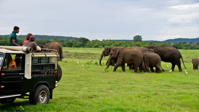Herd of Elephants