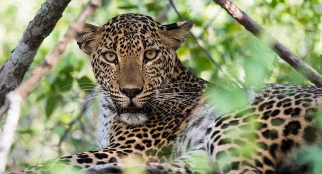 Sri Lankan Leopard