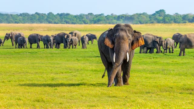 Safari at Minneriya