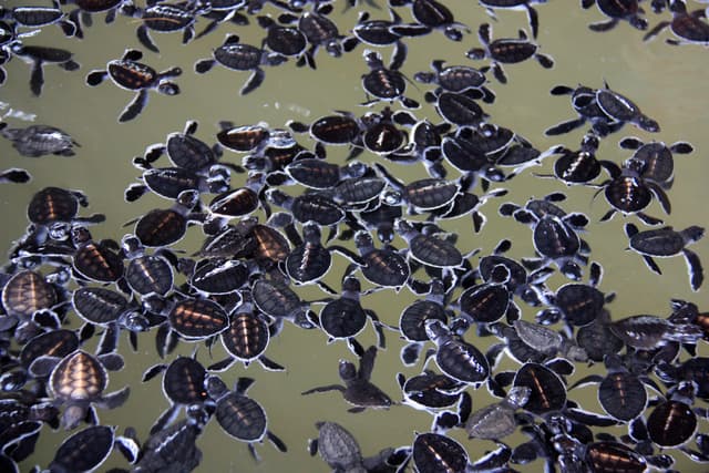 Turtle Conservation