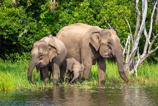 Elephants at Yala