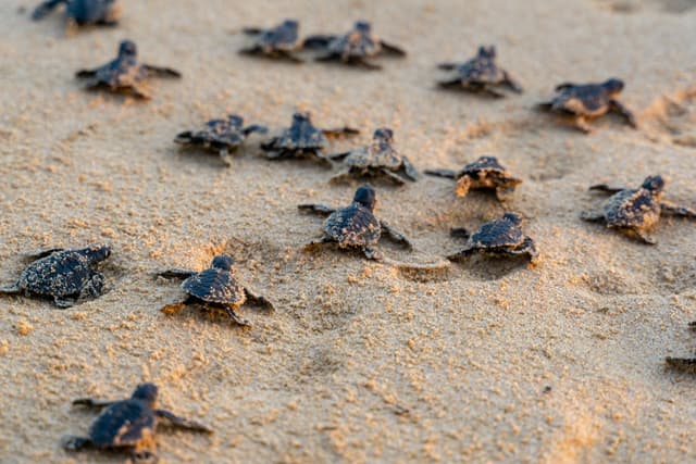 Turtle at Patanangala