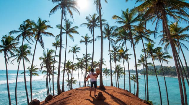 Coconut Tree Hill