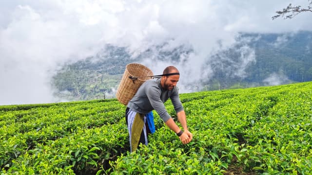 Tea Plucking