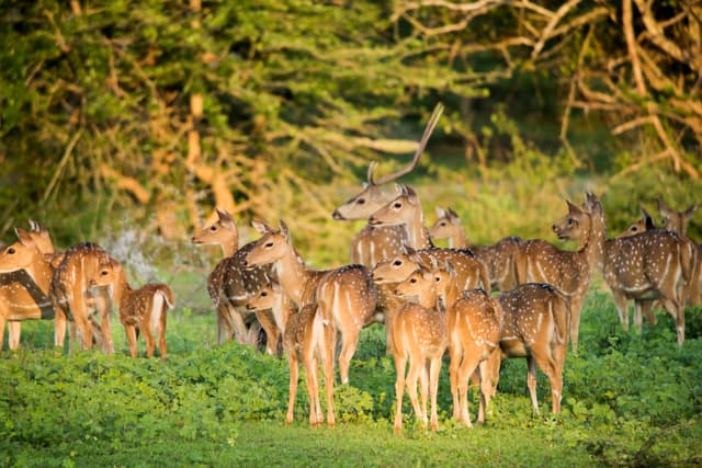 Spotted Deers