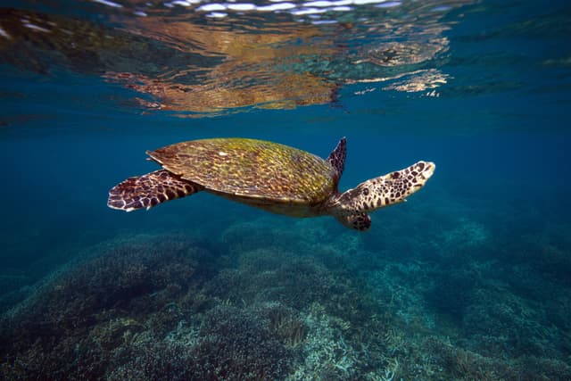 Diving with Sea Turtles