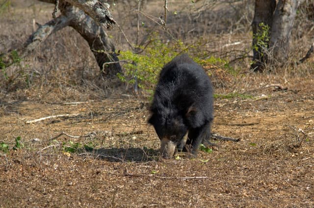 Sloth Bear