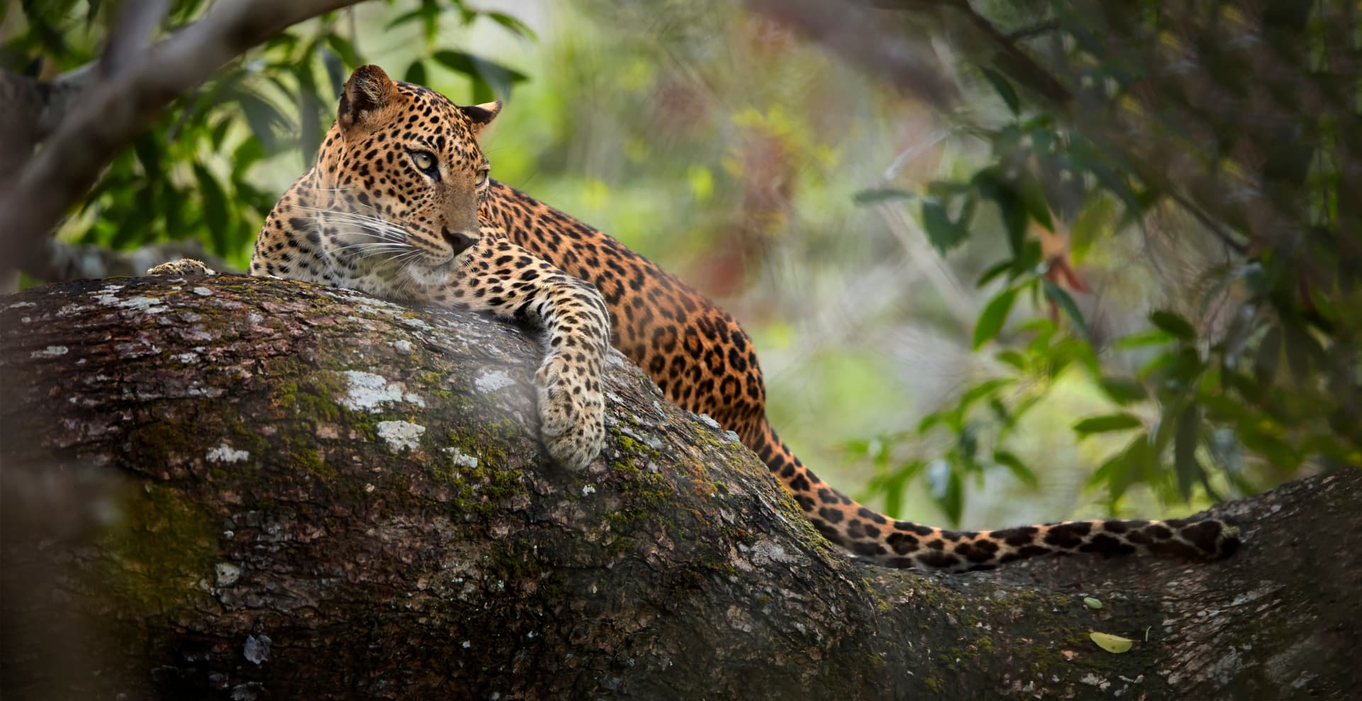 https://olanka-strapi-live-s3.s3.ap-southeast-1.amazonaws.com/shutterstock_2115574874_6535a17e6b.jpg
